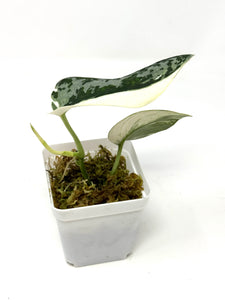 Scindapsus Mayari Variegated A