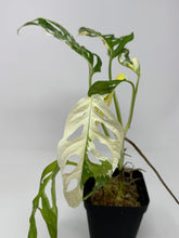 Load image into Gallery viewer, Monstera Adansonii Variegated D