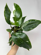 Load image into Gallery viewer, Philodendron White Princess (High Variegation)