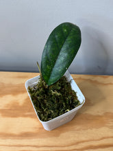Load image into Gallery viewer, 79. Hoya Blessing