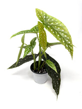 Load image into Gallery viewer, Begonia Maculata ‘Angel Wing’