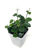 Load image into Gallery viewer, Hoya Mathilde