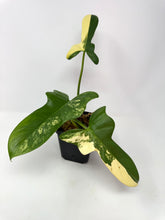 Load image into Gallery viewer, Philodendron Bipennifolium Violin Variegated