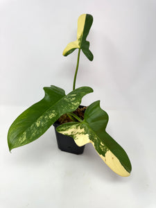Philodendron Bipennifolium Violin Variegated