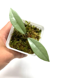 Hoya Wilbur Graves Silver C