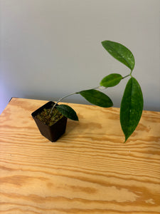 223. Hoya Cystiantha