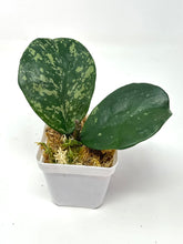 Load image into Gallery viewer, Hoya Obovata Splash