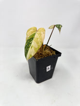 Load image into Gallery viewer, Philodendron Gloriosum Variegated A