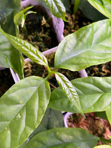 Hoya Decipulae