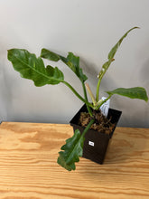 Load image into Gallery viewer, 97. Philodendron Ring of Fire