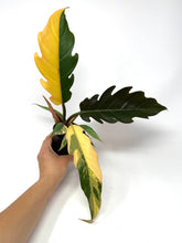 Load image into Gallery viewer, Philodendron Caramel Marble