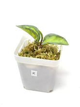 Load image into Gallery viewer, Hoya Carnosa ‘Argentea Princess’ K