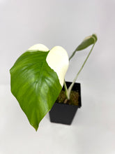 Load image into Gallery viewer, Monstera Deliciosa Albo Variegated A