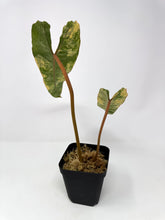 Load image into Gallery viewer, Philodendron Billietiae Variegated D