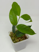 Load image into Gallery viewer, Hoya Cystiantha