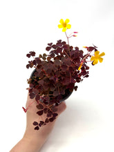 Load image into Gallery viewer, Oxalis ‘Plum Crazy&#39; (Ships within Canada only)