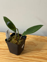 Load image into Gallery viewer, 142. Hoya Cinnamomifolia var. Cinnamomifolia