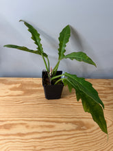 Load image into Gallery viewer, 100. Philodendron Ring of Fire