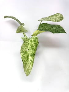 Philodendron Giganteum Blizzard