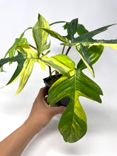 Load image into Gallery viewer, Philodendron Florida Beauty B