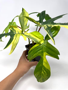 Philodendron Florida Beauty B