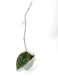 Hoya Glabra Silver D