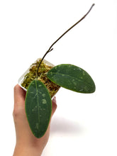 Load image into Gallery viewer, Hoya Rintzii (Borneo)