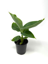Load image into Gallery viewer, Musa Dwarf Cavendish ‘Banana Tree’