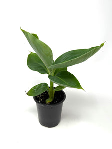 Musa Dwarf Cavendish ‘Banana Tree’