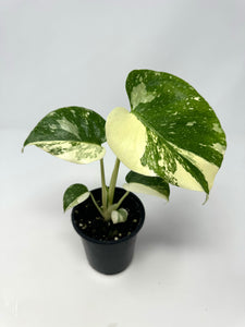 Monstera 'Thai Constellation' (high variegation, 4.5”)