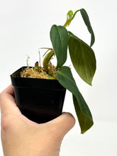 Load image into Gallery viewer, Philodendron Gigas