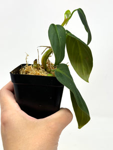 Philodendron Gigas