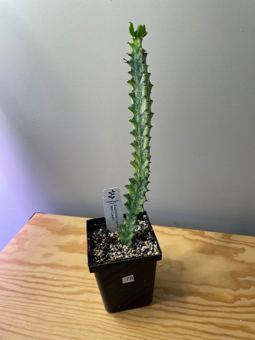 78. Euphorbia Trigona ‘Mint Cream’ (Ships within Canada only)