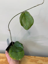 Load image into Gallery viewer, 111. Hoya Lambii