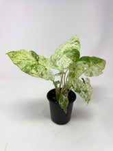 Load image into Gallery viewer, Alocasia Odora Variegated