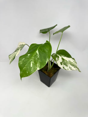 Monstera Deliciosa Albo Variegated J