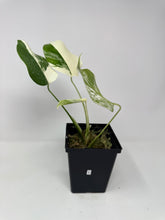 Load image into Gallery viewer, Monstera Deliciosa Albo Variegated L