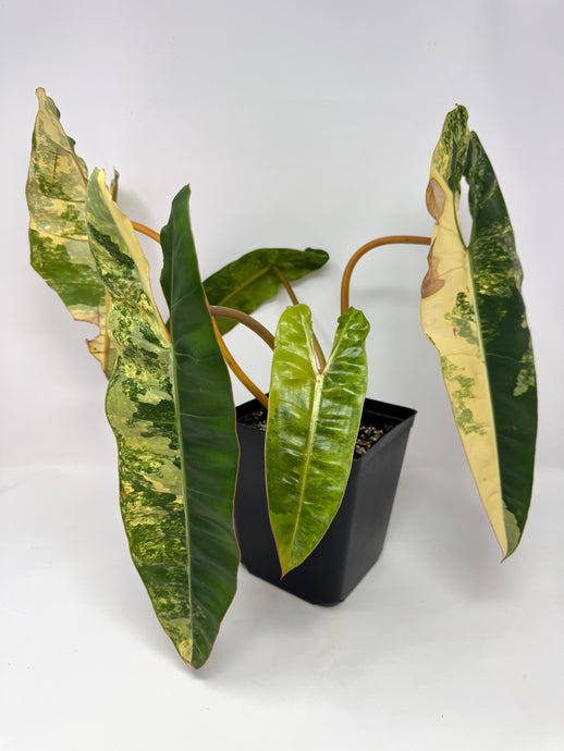 Philodendron Billietiae Variegated B