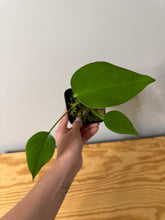 Load image into Gallery viewer, 77. Monstera Deliciosa Aurea Variegated