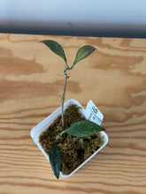 Load image into Gallery viewer, 165. Hoya Parviflora Splash