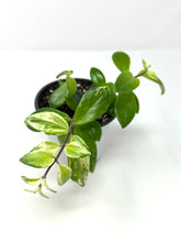 Load image into Gallery viewer, Aeschynanthus Lobbianus (Lipstick Plant) Variegated