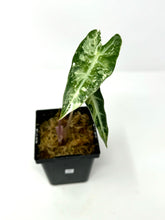 Load image into Gallery viewer, Alocasia Bambino Pink Variegated H