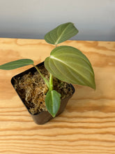 Load image into Gallery viewer, 118. Philodendron Glorious