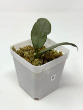 Load image into Gallery viewer, Hoya Mitrata Silver B