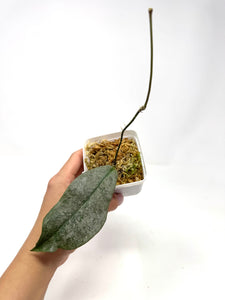 Hoya Mitrata Silver A