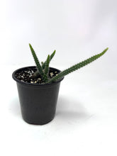 Load image into Gallery viewer, Aporocactus Flagelliformis “Rat Tail Cactus”