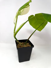 Load image into Gallery viewer, Monstera Deliciosa Albo Variegated H