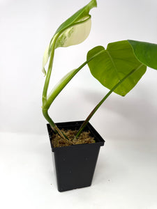 Monstera Deliciosa Albo Variegated H
