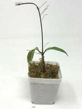 Load image into Gallery viewer, Hoya Pubicalyx Pink Silver Ghost H