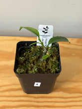 Load image into Gallery viewer, 4. Hoya Multiflora Javanica Thai Splash